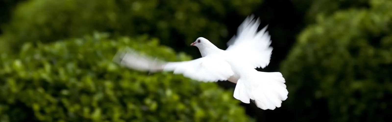 white dove in flight