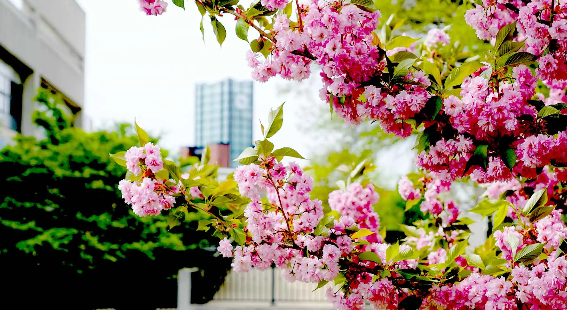 blossoming tree on campus