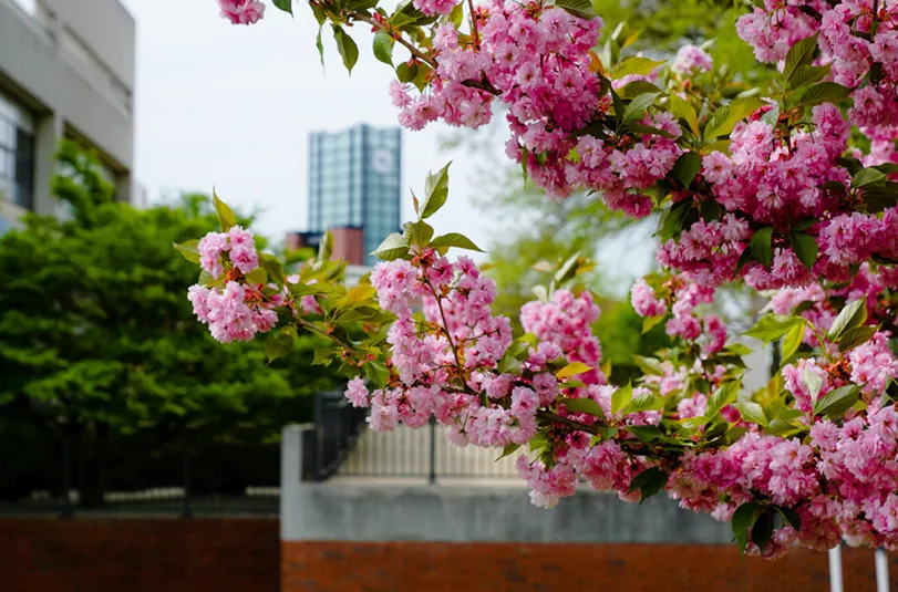 Pink flowering tree with campus in the background